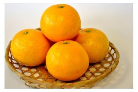 春峰（しゅんぽう）（約5㎏）(B138-1)