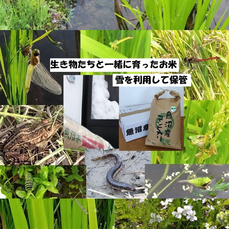 【ふるさと納税】【魚沼ブランド】精米10kg 3ヶ月毎に全4回お届け【農薬化学肥料栽培期間中不使用・生態系保全・再生可能エネルギー・エコファーマー・生産工程管理】魚沼産コシヒカリ　お届け：寄附入金確認後の翌月より発送