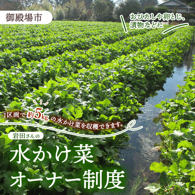 【ふるさと納税】【楽天限定】岩田さんの水かけ菜オーナー制度