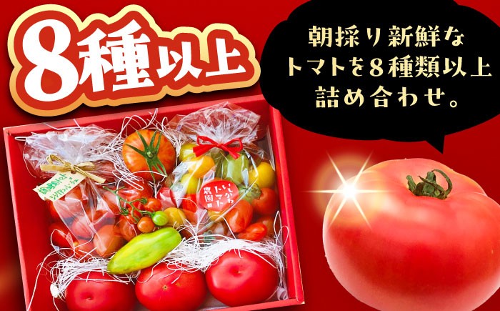 トマト とまと 大玉トマト ミニトマト 詰め合わせ お取り寄せ 産地直送 とまと トマト 野菜 やさい ギフト 贈答 プレゼント