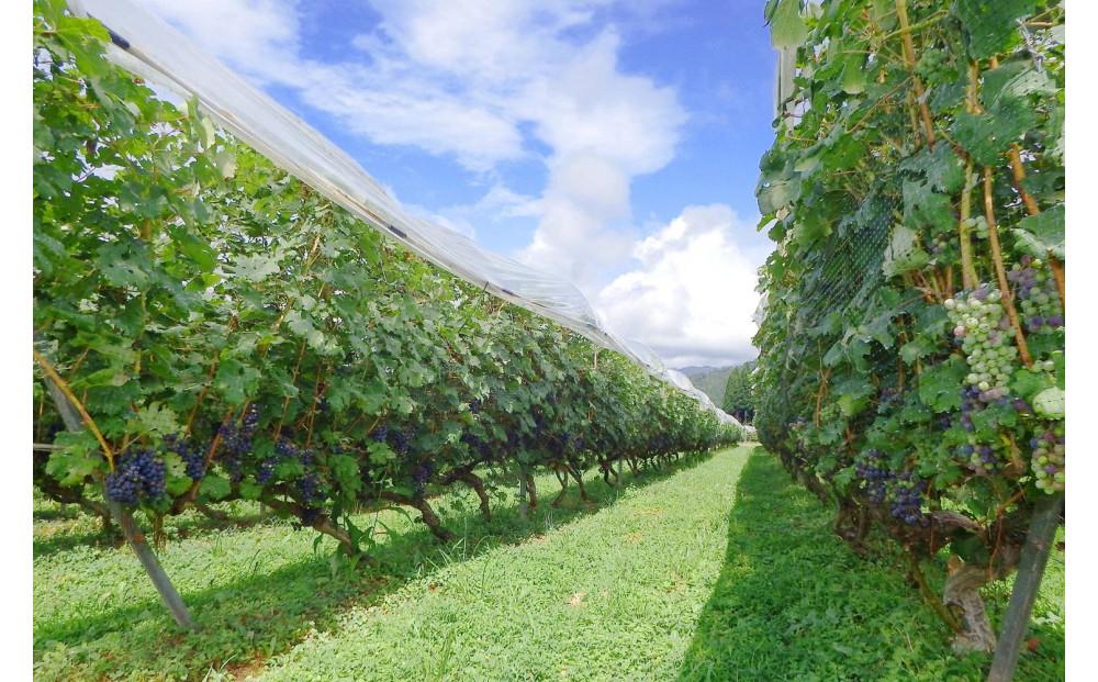 南魚沼産カベルネソーヴィニヨン　３年飲み比べセット