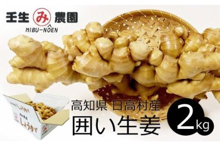 生姜 2kg　高知県産 しょうが 囲い生姜 低農薬栽培 農家直送 熟成仕上げ