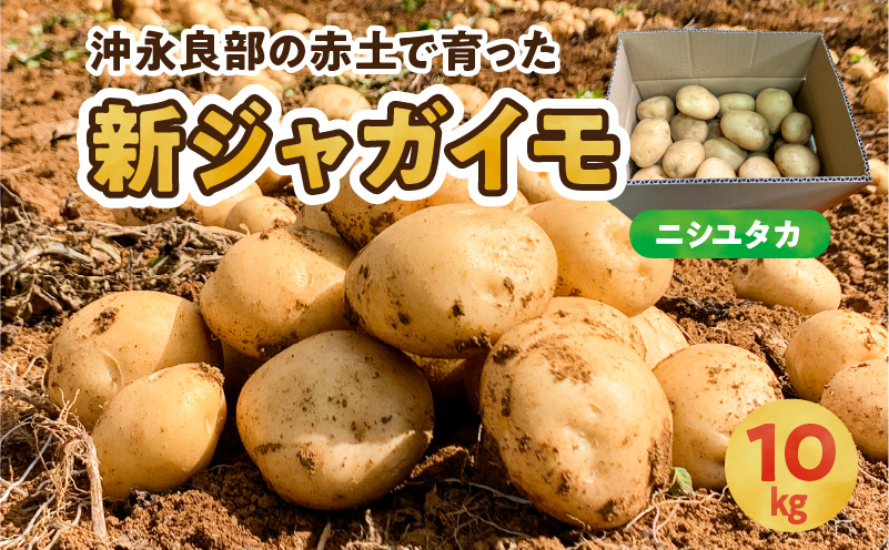 【2026年先行予約】沖永良部の赤土で育った新ジャガイモ 10kg（ニシユタカ）2～4月お届け　C054-001-02