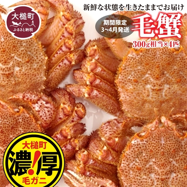 【令和8年発送】三陸産！活毛ガニセット  300g×4杯【2026年2月~4月発送】【配送日指定不可】