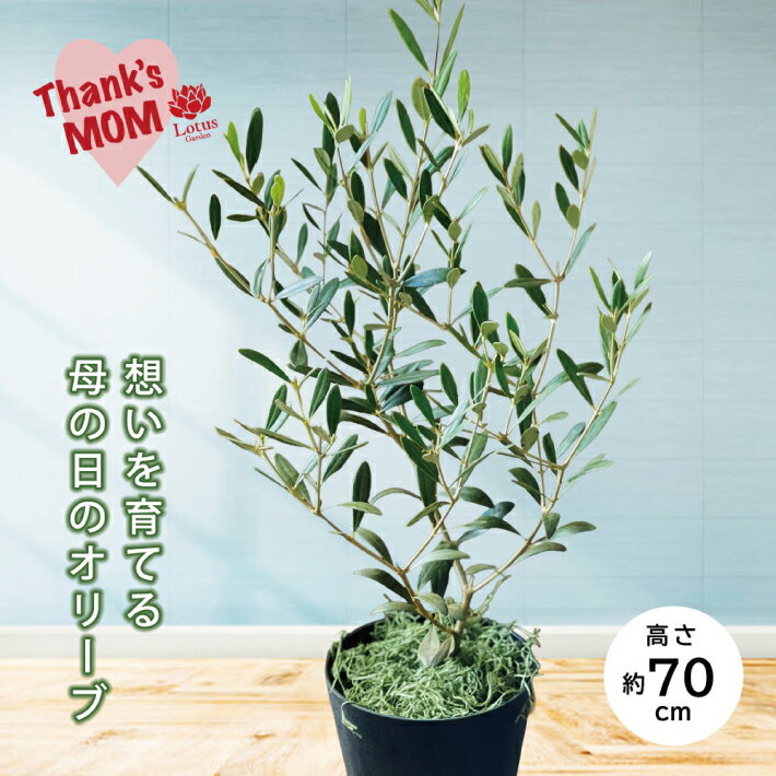 【ふるさと納税】≪5/6〜5/10にお届け≫ 母の日 2026年 愛の木 「オリーブの鉢」 約高さ70cm×幅30cm メンテナンスカード付 鉢植え 鉢物 植物 グリーン インテリア ありがとう 感謝 お礼 お母さん