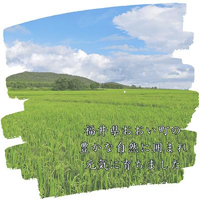 ふるさと納税 おおい町 福井県おおい町産 甚吉米(コシヒカリ・精米)10kg×2袋 |  | 01