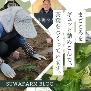 酵素パパイヤ美容茶 50g 1袋/ すわファーム お茶 [91-03]