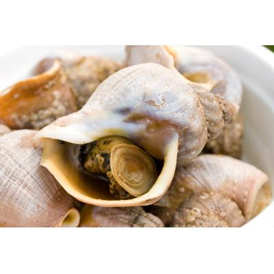 ふるさと納税 稚内市 【つぶ煮】料亭青つぶ 高級利尻昆布出汁使用 あぶら除去済み 約1kg