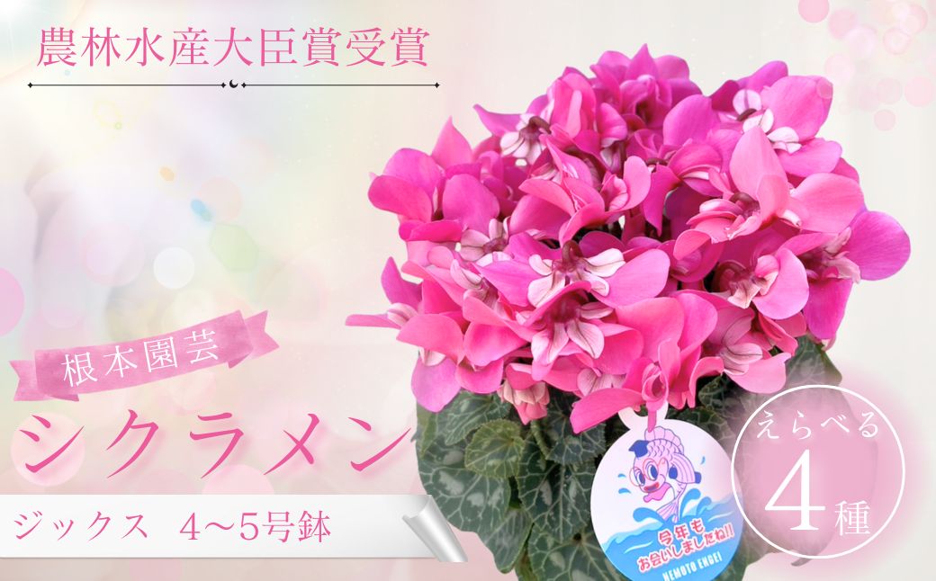 【ふるさと納税】【先行予約】シクラメン ジックス 選べる種類 花 お花 ガーデンシクラメン 花ギフト フラワーギフト 鉢花 鉢植え ギフト プレゼント 贈答 農林水産大臣賞受賞 根本園芸