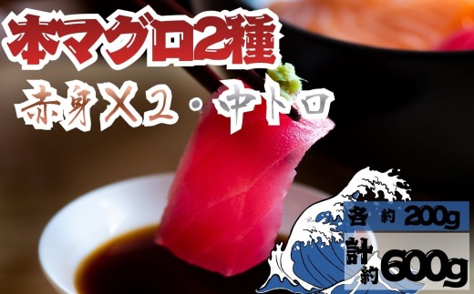 【7月上旬から順次発送】本マグロ 赤身 2柵 中トロ 1柵 セット