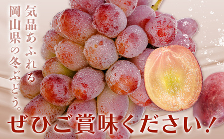 紫苑 700g以上1房【配送不可地域あり】　ぶどう