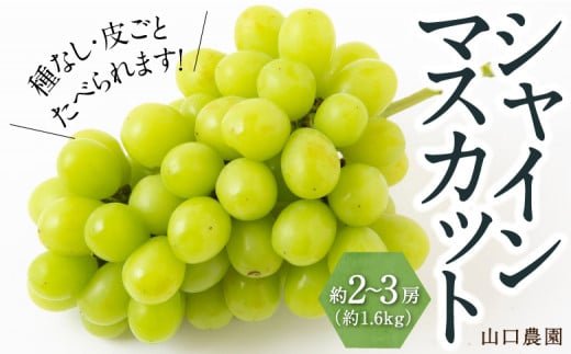 【先行予約】シャインマスカット 2房から3房 (約1.6kg) 【2025年9月上旬発送予定】 シャインマスカット 果物 フルーツ うきは市
