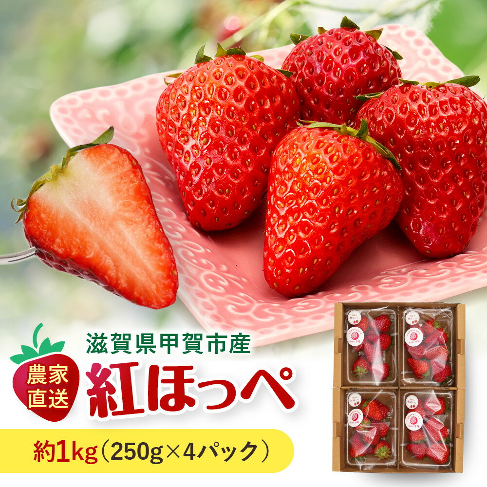 【ふるさと納税】いちご　紅ほっぺ　約1kg（250g×4パック） | 甲賀市 苺 イチゴ いちご 紅ほっぺ 果物 スイーツ 人気 おすすめ 送料無料