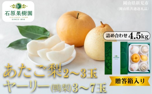 詰め合わせ 4.5kg 贈答箱 赤秀 あたご梨2～3玉・ヤーリー(鴨梨)3～7玉【先行予約 2026年11月中旬から順次発送】