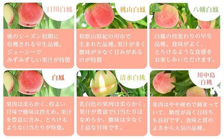 和歌山県産 旬 の 桃 5～6玉入り 秀品【2026年6月下旬より順次発送】［MG33］