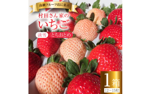 《3月発送》いちご 村田さん家のいちご 【幸白いちご】1箱／12～15粒 イチゴ 苺 白いちご 淡雪 ジューシー とちおとめ 大粒 甘い 紅白 お祝い 贈答 にも オススメ 苺 村田さん家のいちご 村