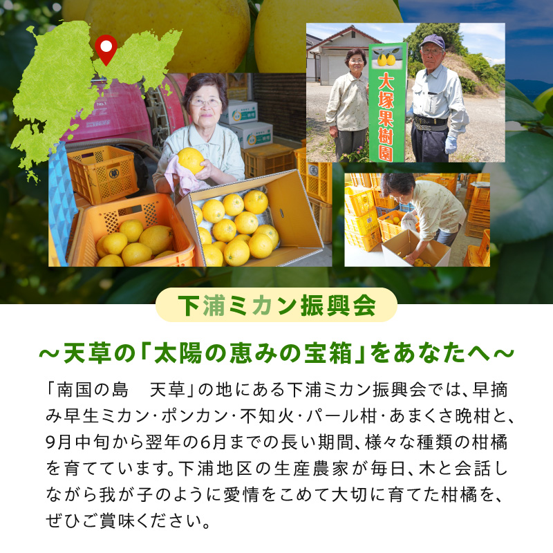 s040-032-05_≪5月発送≫農家の手摘み　あまくさ木成り晩柑　約5kg