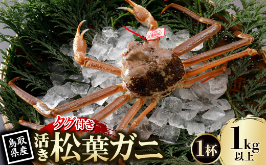 【先行予約】鳥取県産 タグ付き 活松葉がに 1kg以上×1杯(中村商店)2026年1月末より順次発送【配送不可地域：離島・北海道・沖縄県・東北・信越、北陸】