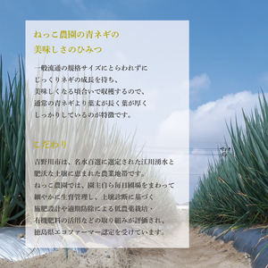 ねっこ農園の「シャキとろ青ネギ」5kg 4月から5月発送 ネギ ネギ ネギ ネギ