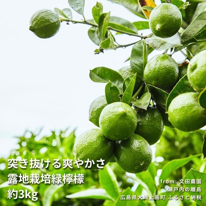 【ふるさと納税】[10~11月発送] 文田農園のグリーンレモン 約3kg 瀬戸内 広島 大崎上島 離島 柑橘 檸檬 果物 フルーツ 贈答用 ギフト 送料無料 産地直送 露地栽培