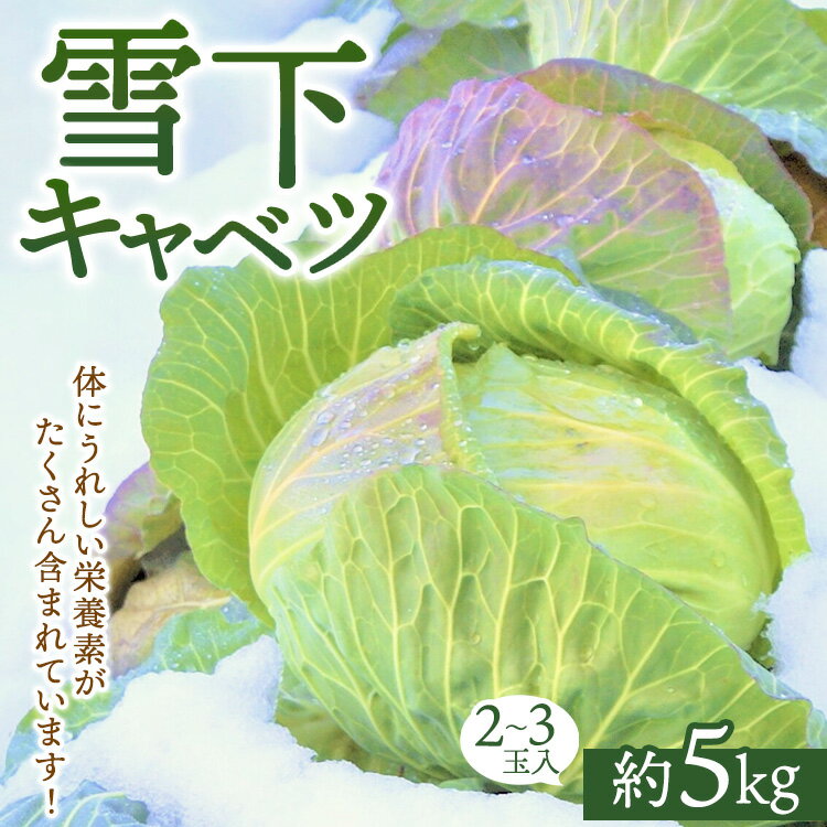 【ふるさと納税】［2025年先行予約］雪下キャベツ（2～3玉入/1箱 約5kg） | ブランド野菜 甘み 旨み 産地直送 ※沖縄・離島への配送不可 ※2026年1月上旬頃より順次発送予定