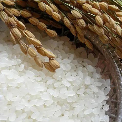 【令和8年産 新米先行受付】さがびより 精米 5kg 農園(H061E38)