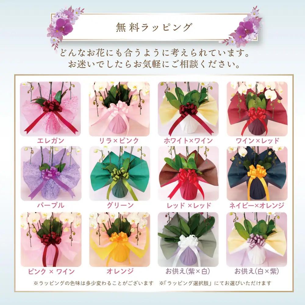 大輪胡蝶蘭　白5本立ち（ラッピング付） ふじみ野ラン園