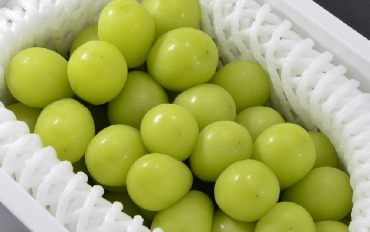 茨城県常総市産 シャインマスカット 約1.2kg｜ぶどう ブドウ 葡萄 果物 フルーツ 贈り物 ※2026年8月中旬～9月中旬頃に順次発送予定