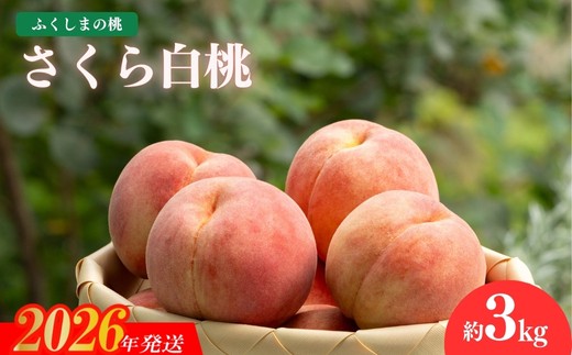 No.2416もも 晩成種「さくら白桃」約3kg【2026年発送　先行予約】