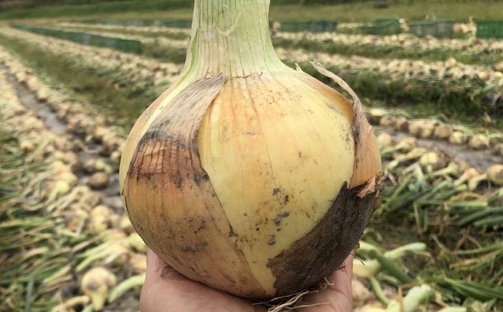 元祖淡路島玉ねぎ『淡路中甲高黄』復活プロジェクト