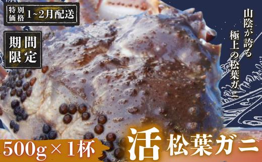 【期間限定配送！1～2月発送希望の方へ！】松葉ガニ 500g〈活〉松葉ガニ マツバガニ 冬の旬。贅沢の極みをご家庭で松葉カニ マツバガニ カニ 蟹 新鮮 旬 プレゼント 贈与 お祝い事 贈り物 年末年始 祝辞 隠岐 西ノ島町