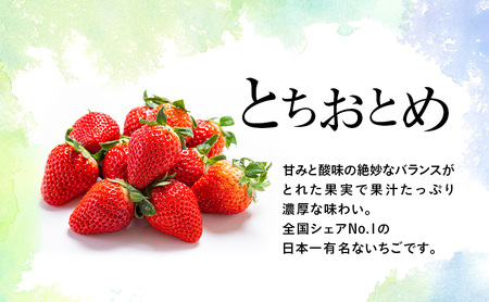 【先行予約】いちご とちおとめ つる付き 4パック ※2026年2月～発送