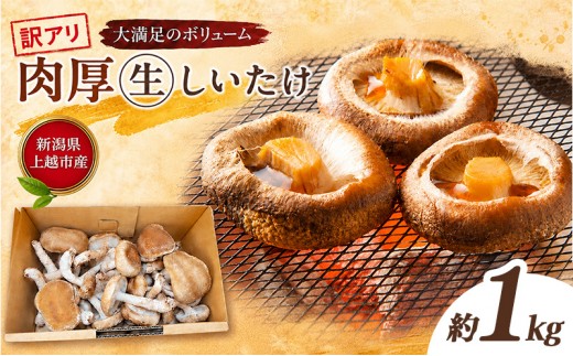 不揃い 訳あり 新潟県上越市産 肉厚 生しいたけ シイタケ 椎茸 約500g ×2箱（計約1kg） 秋山農場グリーンプロジェクト