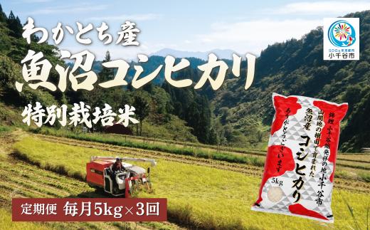 【3か月定期便 魚沼産コシヒカリ 錦鯉デザイン】令和8年産 新米 コシヒカリ 特別栽培米 棚田米 精米 合計15kg（5kg×毎月お届け全3回） 錦鯉発祥の地・小千谷 | 魚沼産こしひかり 魚沼コシヒカリ 新潟県産コシヒカリ 新潟産コシヒカリ 錦鯉 縁起物 内祝い お米 米 白米 新潟県 小千谷市 【0002-WA01DB00】