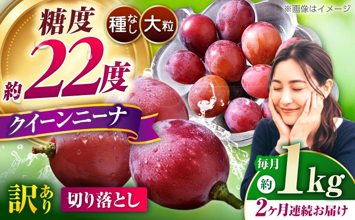 
                  ぶどう【2027年発送先行予約】【2回定期便】訳ありぶどう クイーンニーナ 切り落とし 約1kg×2回 総計約2㎏ 【合同会社 社方園】 [ZBZ045]
                