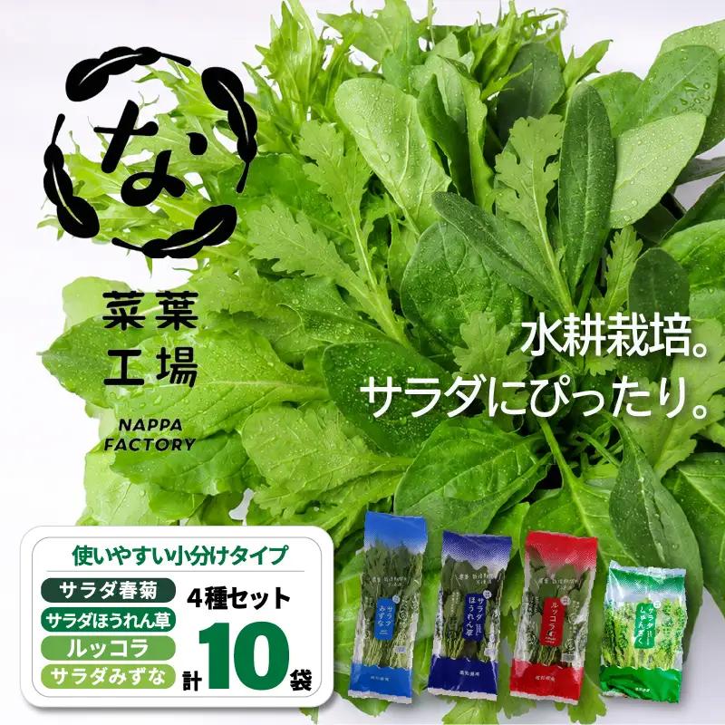 【先行予約】 4種セット 春菊 みずな ほうれん草 ルッコラ (2026年11月～発送)  | 水菜 水耕 葉物 野菜 南国市