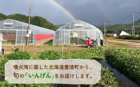 【2024年7～8月発送】 いんげん (200g × 6袋) 1.2kg　サイズ混合 北海道 豊浦町 インゲン さやいんげん
