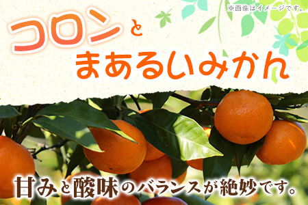 みかん 温州みかん 約 5kg 柑橘 フルーツ ミカン 蜜柑 《11月上旬-12月上旬頃出荷》熊本県 荒尾市産含む 熊本県 荒尾市 フレッシュフーズ