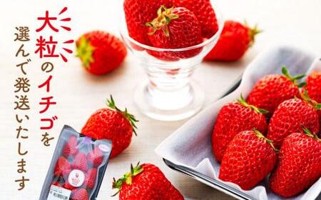 宮田村産　ウエストファームのいちご　紅ほっぺ　約240g×4パック [ いちご ]