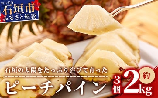 ＜先行受付＞ 石垣パイン ピーチ種 3個セット ＜2026年5月初旬～6月初旬発送予定＞ | パイナップル パインアップル 石垣島パイン フルーツ 果物 くだもの 南国フルーツ 国産パイン