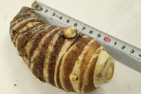 エビイモ（5kg、2024年10月上旬～発送予定）先行予約開始！