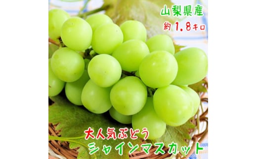 《2025年先行予約》　農園直送! シャインマスカット 約1.8kg(2～5房入り) ふるさと納税【1281141】
