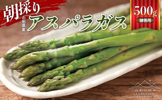 【山形の極み】贈答用 山形県産 朝採り アスパラガス 500g 2026年4月下旬頃から順次発送 F2Y-6843