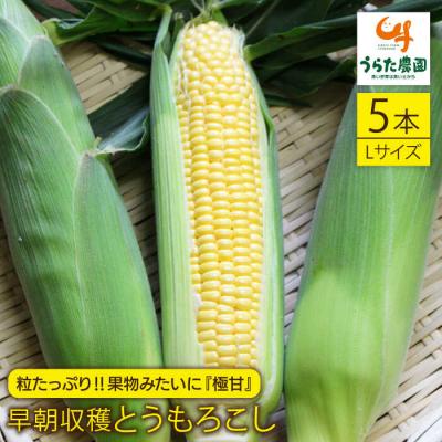 ふるさと納税 糸島市 大人気!!果物みたいに極甘早朝収穫とうもろこしLサイズ(300g)×5本/ウラタ農園[ALI004]
