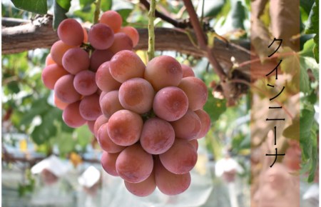 【先行受付】 2色詰め安来ぶどう詰合せ 約1.4kg【2～3房 ピオーネ 巨峰 クインニーナ 安芸クイーン シャインマスカット 瀬戸ジャイアンツ 2種 お任せ 旬 詰め合わせ 先行 予約 冷蔵配送 フ