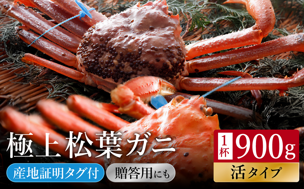 ＜予約受付中！＞【kinosaki spa&gardens　湯楽使用】タグつき 活松葉ガニ　約900ｇ【11月より順次発送】