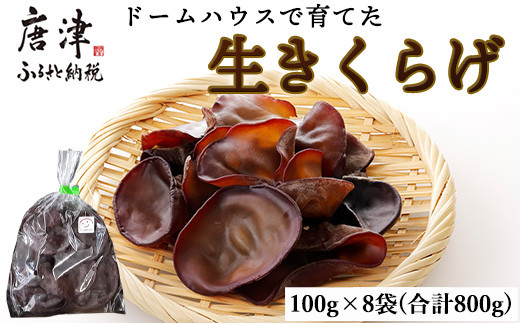 
                  ドームハウスで育てたきくらげ 100g×8袋(合計800g) プリプリ食感 小分け 生きくらげ 木耳 きのこ 料理 調理
                