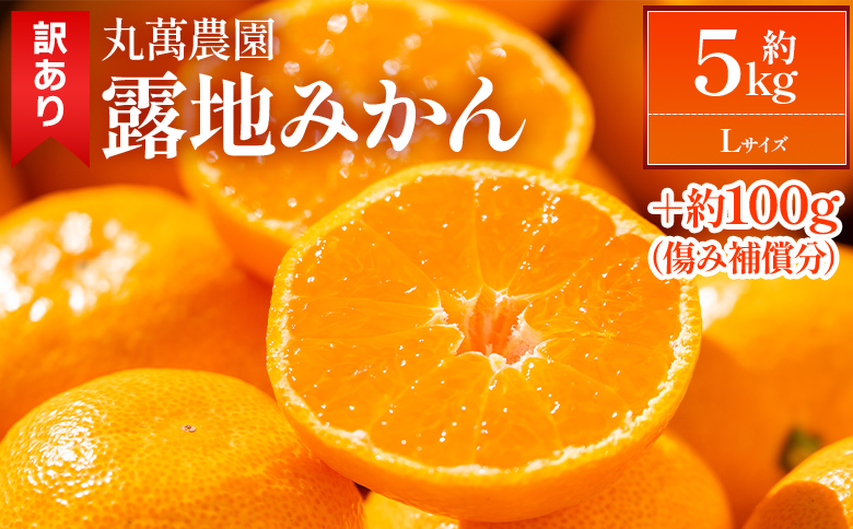 みかん  5kg 【2026年出荷分】露地(Lサイズ) 家庭用 丸萬農園 mn-0015