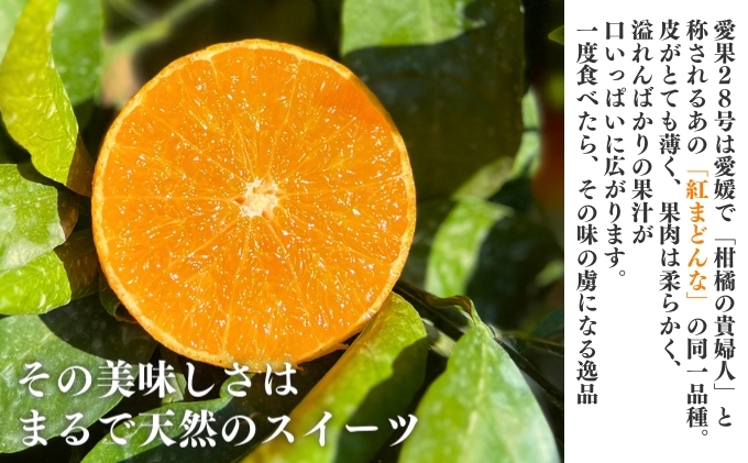 愛果28号 約2.5kg 東温市産 サイズお任せ 「 紅まどんな 」の同一品種（品種名： 愛媛果試28号 ） 今が旬 農園直送 みかん 人気 数量限定 先行予約 愛媛みかん かんきつ 愛媛県 フルーツ