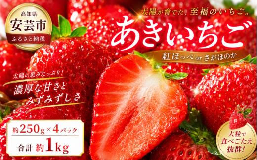 【2026年12月～発送予定】先行予約 いちご 農家直送 紅ほっぺ さがほのか 約 1kg ( 約 250g × 4パック ) イチゴ おすすめ いちご スイーツ 国産 苺 果物 くだもの フルーツ 小分け パック 期間限定 季節限定 数量限定 旬 大粒 高級 新鮮 ichigo itigo 海洋深層水 ギフト プレゼント 人気 お取り寄せ 人気いちご 人気苺 ランキング 特産品 安芸市 高知県